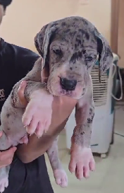 Order Female  Great Dane Puppy from Kolkata